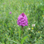 Pyramidal orchids