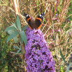 Red Admiral Butterfly