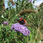 Red Admiral Butterfly