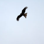 Red kite or buzzard?