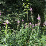 Rosebay Willowherb