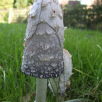 Shaggy inkcap (Lawyer's Wig)