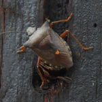 Shieldbug