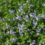 Slender Speedwell