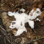 Slime Mold