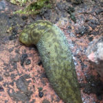 Slug in camouflage