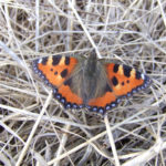 Small Tortoiseshell butterfly