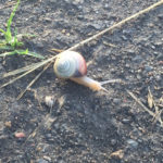 Snail