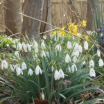 Snowdrops