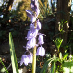 Spanish bluebell