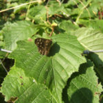 Speckled Wood Butterfly