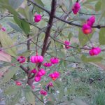 Spindle tree berries