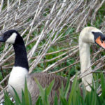 Canada goose and Mute swan