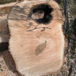 Offcut from tree