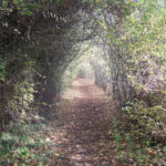 The tunnel in autumn