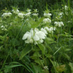 White dead-nettle