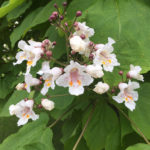 Indian bean tree flowers