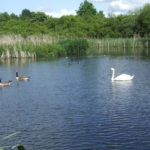 Wildfowl