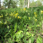 Cowslips