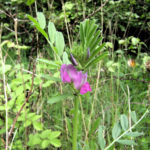 Common Vetch