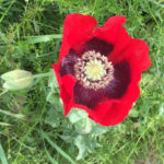 Poppy