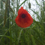 Poppy