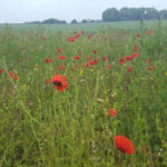 Wildflowers