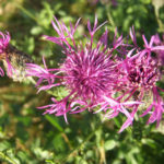 Great Knapweed