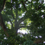 Oak