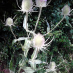 Teasel