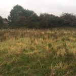 Creeping field thistles