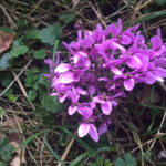 Cyclamen - Autumnal Beauty