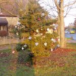 Decorated tree on The Knoll