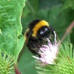 Bee - pollinator at work