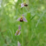 Bee orchid