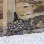 Bird on nest