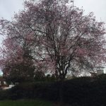 "Sakura" - Cherry Blossom, Springtime