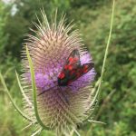 Burnet Moth on Thistle