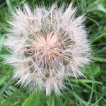 Dandelion clock