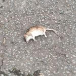 Dead rat