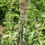 Male Southern Hawker dragonfly