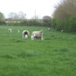 Ewes and their lambs