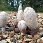 Shaggy inkcaps emerging from gravel