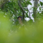 Male Sparrowhawk