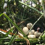 Moorhen nest