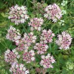 Pink cow parsley