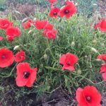 Poppies (and bee)