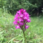 Pyramidal orchid