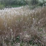 Pond Rushes