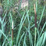 Reed mace